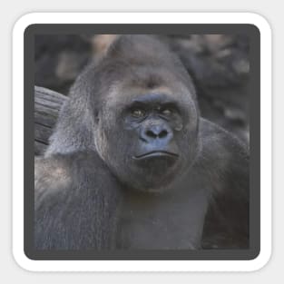 Western Lowland Gorilla Sticker